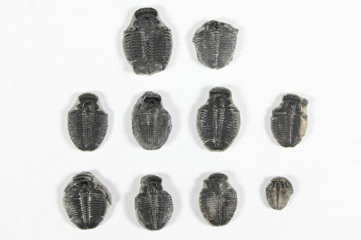 Lot: / Elrathia Trilobite Molt Fossils - Pieces #92003